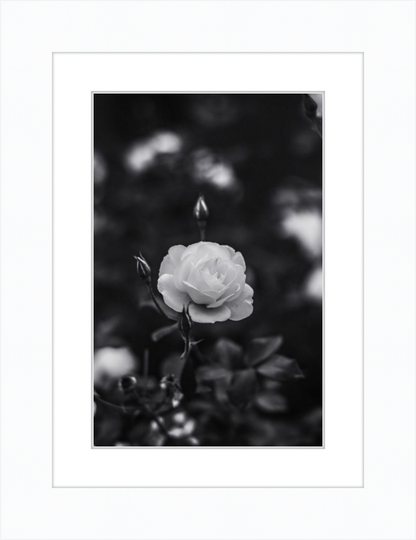 A Final Rose in Black and White