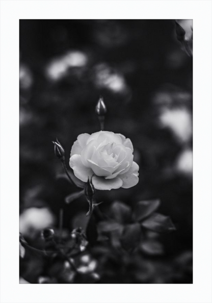 A Final Rose in Black and White