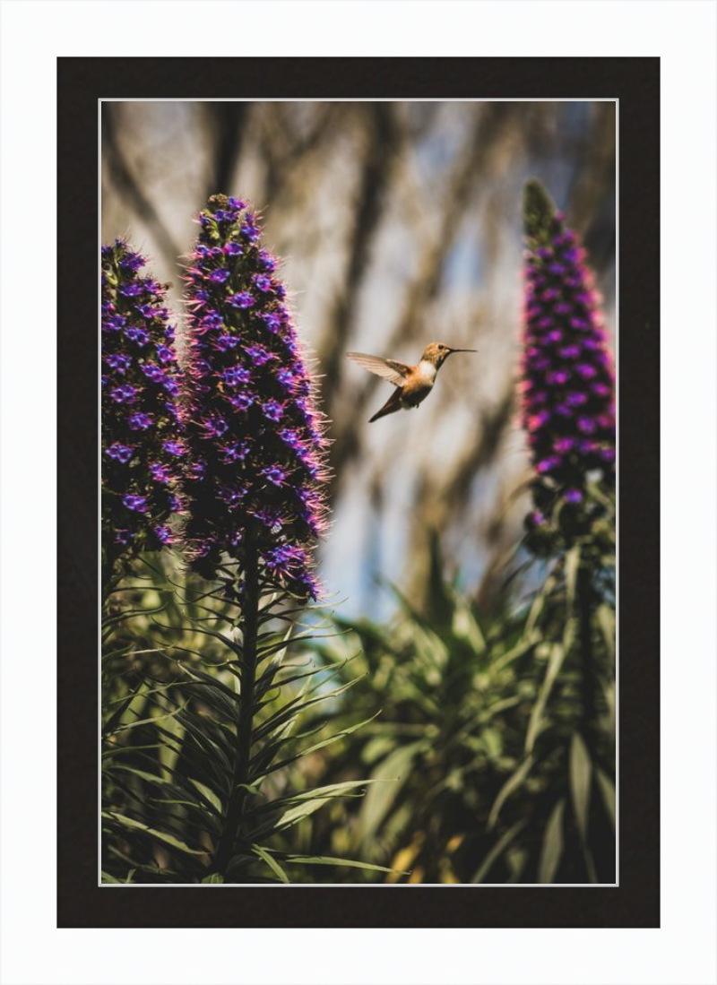 Hummingbird in the Secret Garden