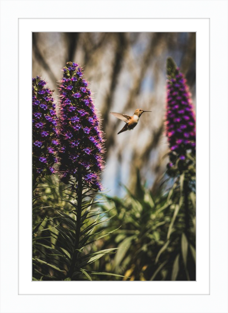 Hummingbird in the Secret Garden