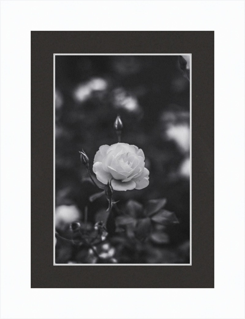 A Final Rose in Black and White