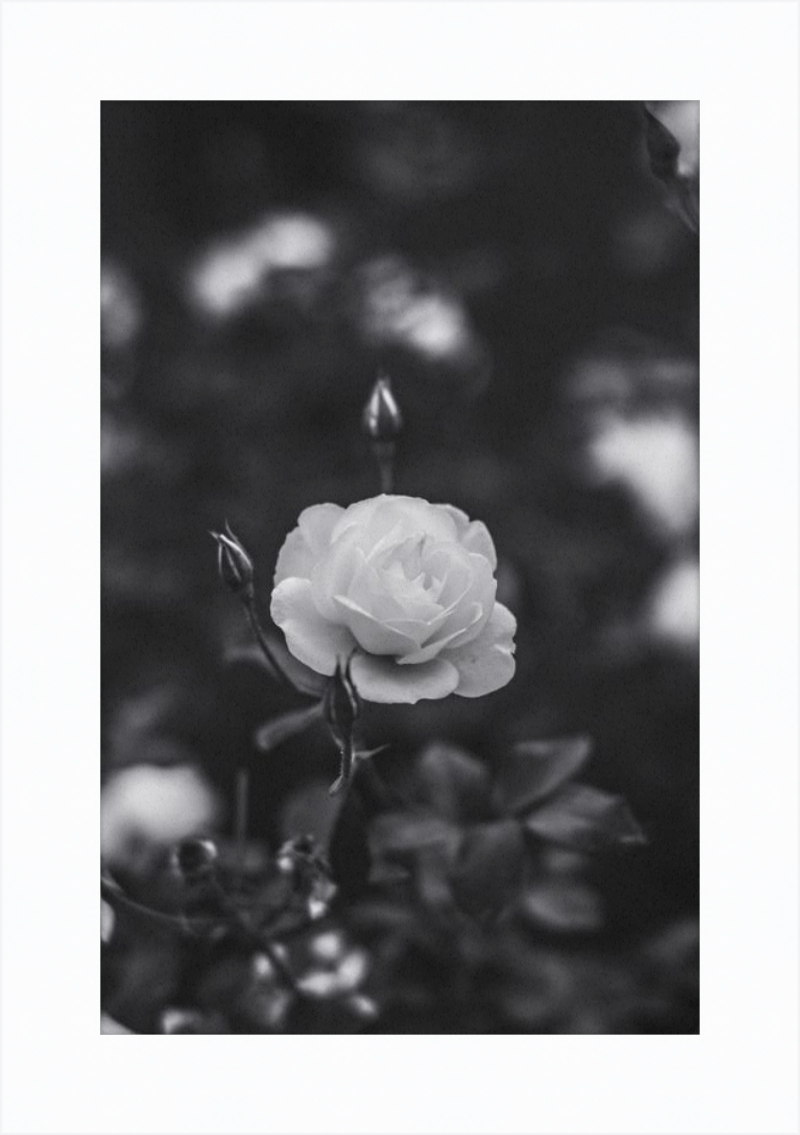 A Final Rose in Black and White