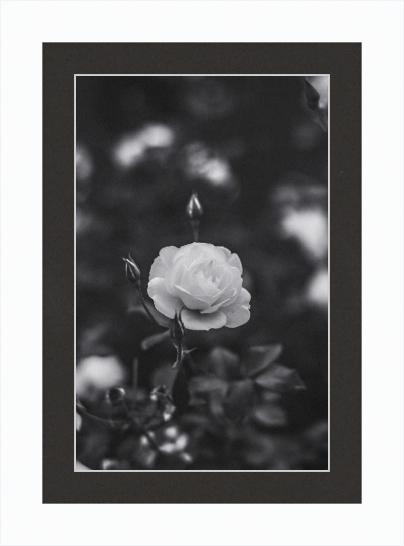 A Final Rose in Black and White