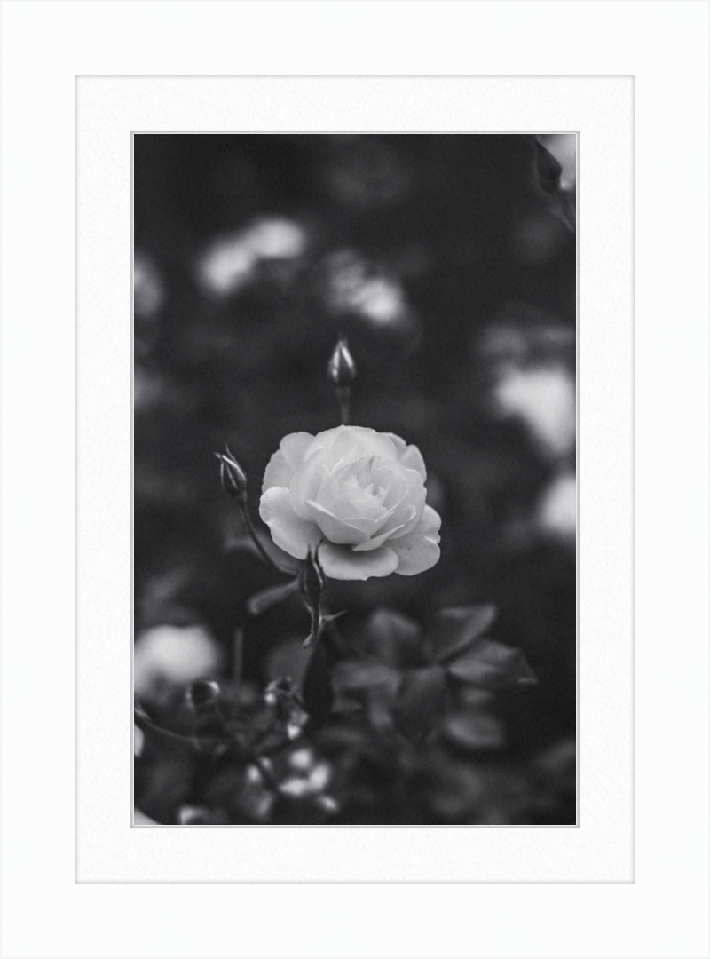 A Final Rose in Black and White