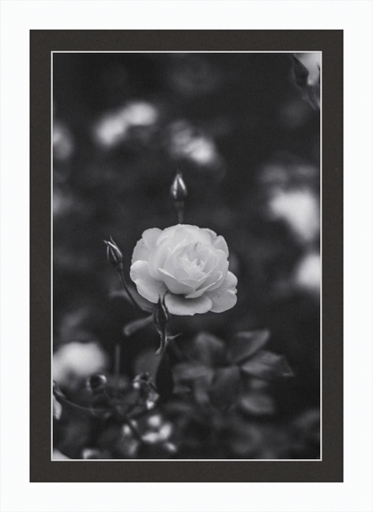 A Final Rose in Black and White