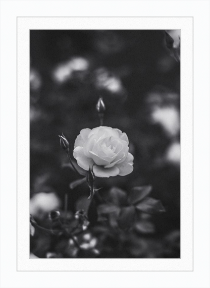 A Final Rose in Black and White