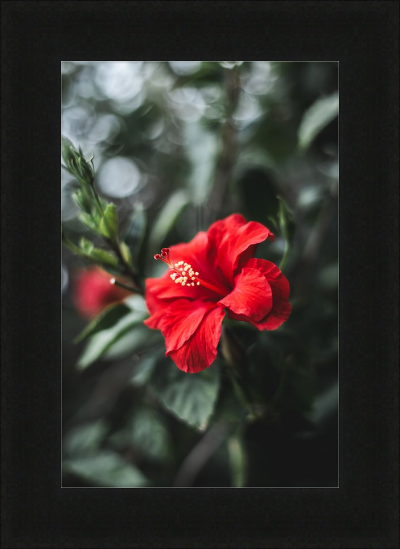 Hibiscus Bokeh