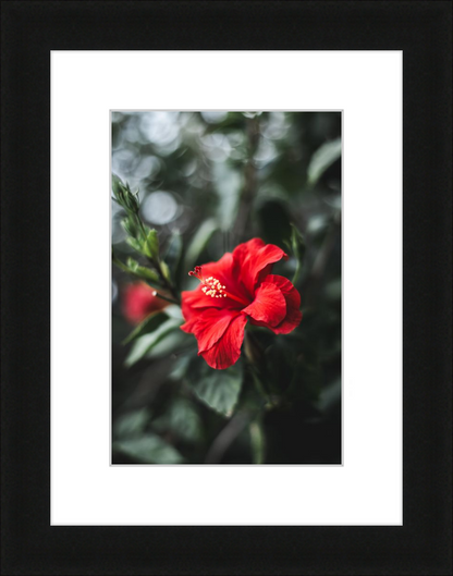 Hibiscus Bokeh