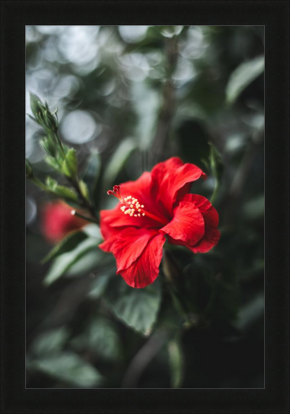 Hibiscus Bokeh