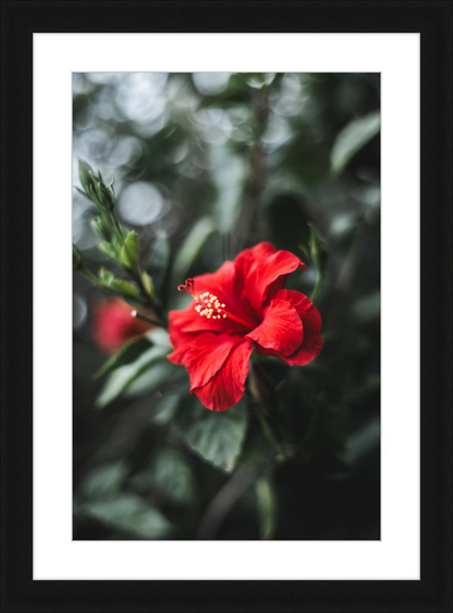 Hibiscus Bokeh