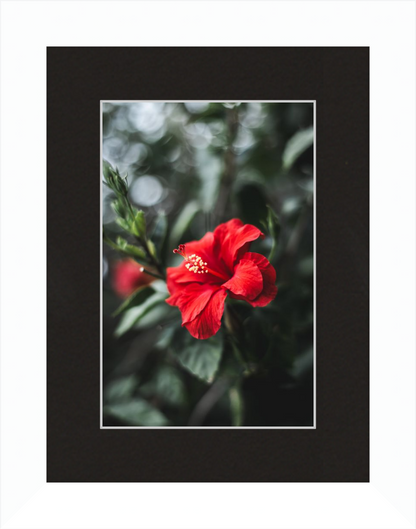 Hibiscus Bokeh