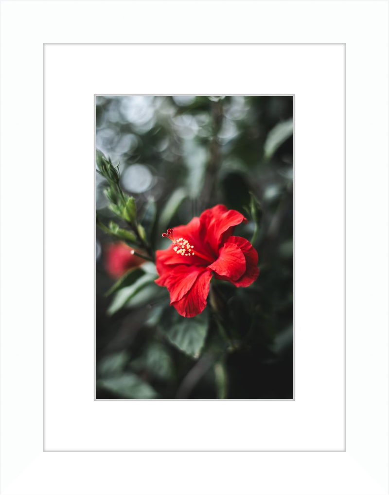 Hibiscus Bokeh