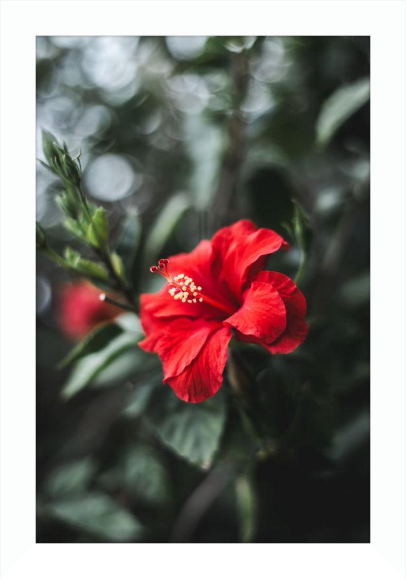 Hibiscus Bokeh