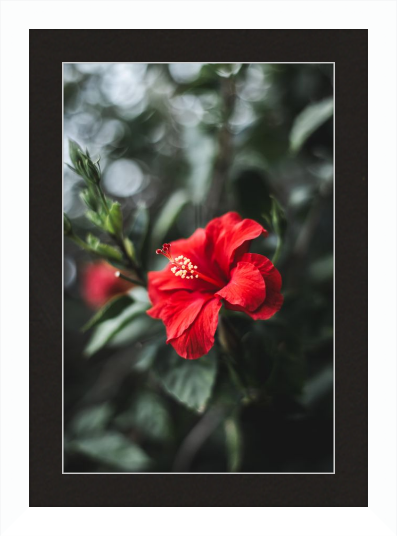 Hibiscus Bokeh