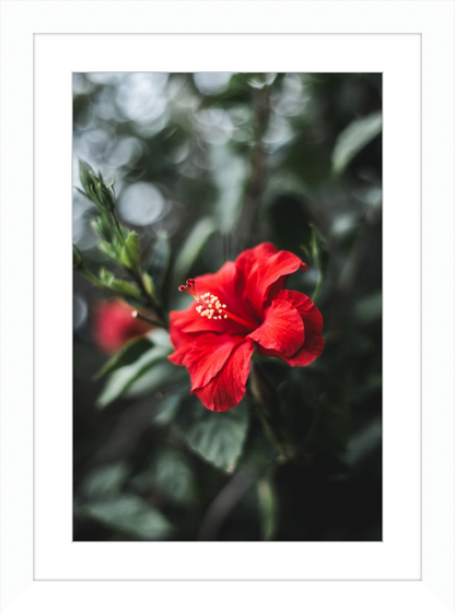 Hibiscus Bokeh