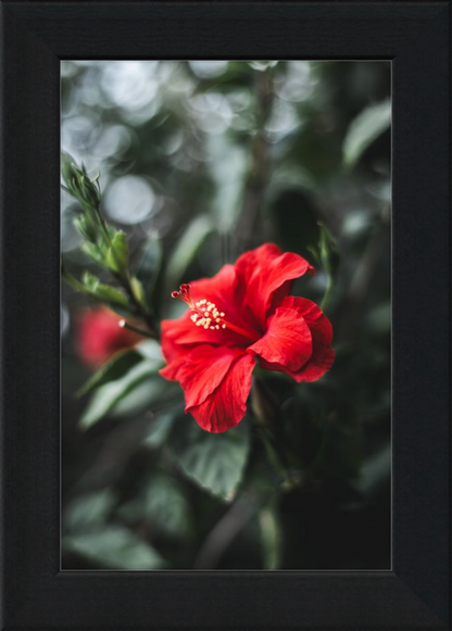 Hibiscus Bokeh