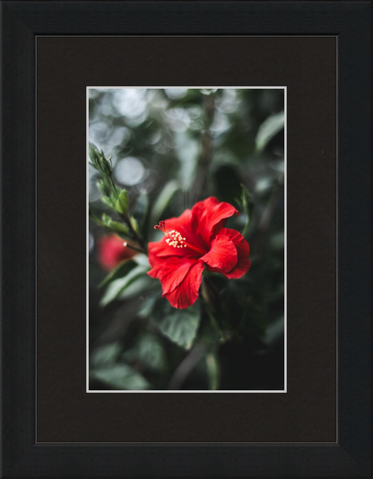 Hibiscus Bokeh