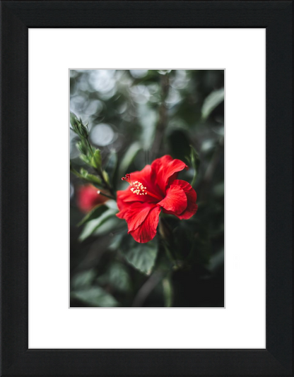 Hibiscus Bokeh