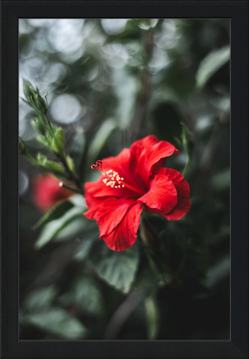 Hibiscus Bokeh