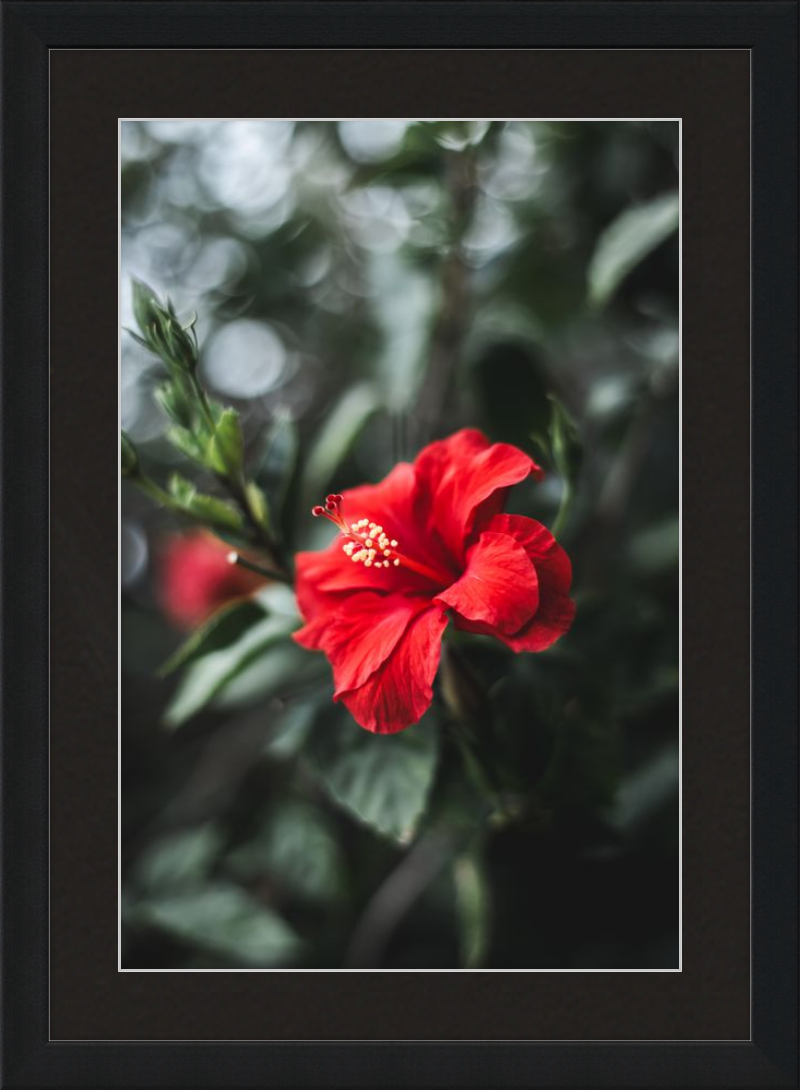 Hibiscus Bokeh