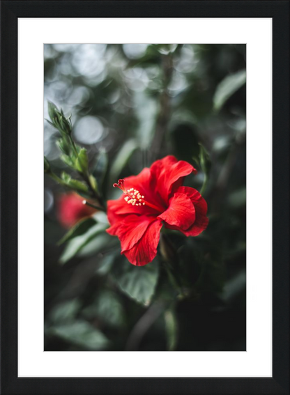 Hibiscus Bokeh