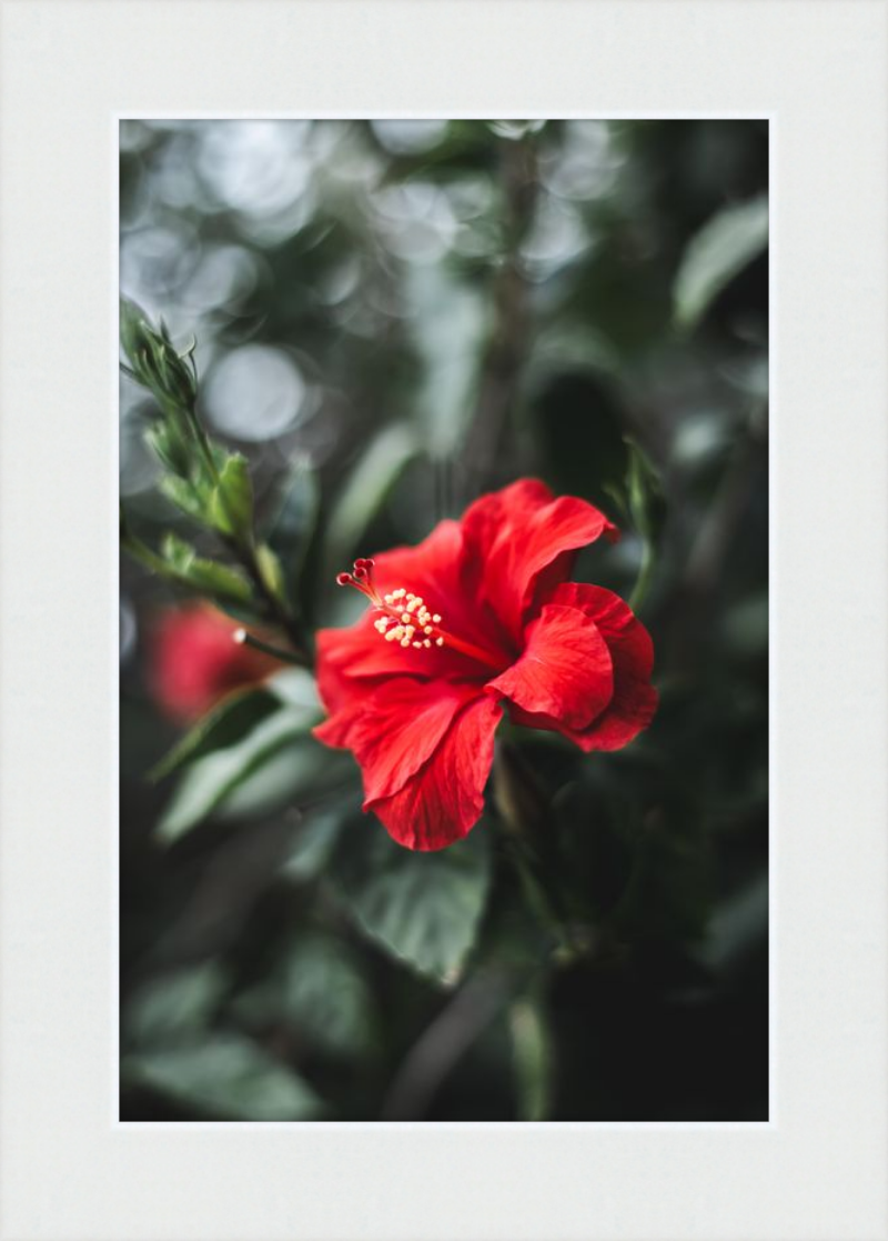 Hibiscus Bokeh