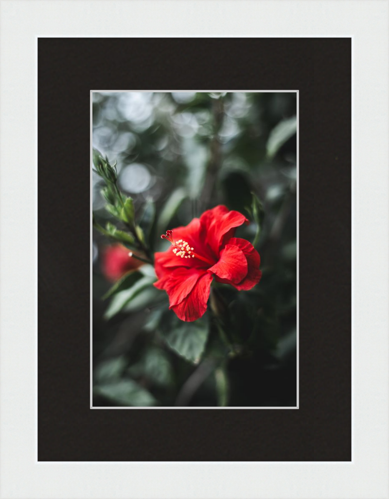 Hibiscus Bokeh