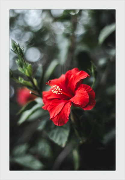 Hibiscus Bokeh