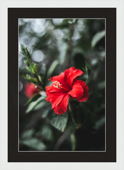 Hibiscus Bokeh