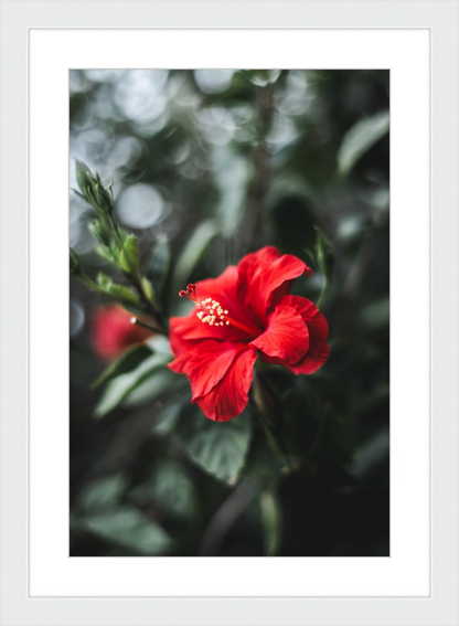 Hibiscus Bokeh