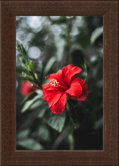 Hibiscus Bokeh