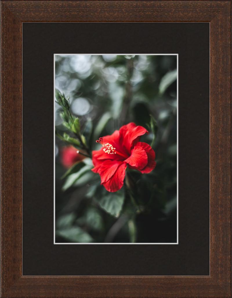 Hibiscus Bokeh