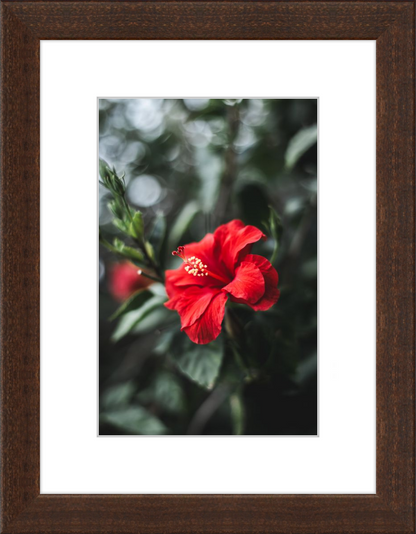 Hibiscus Bokeh