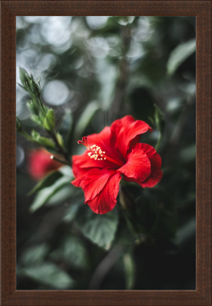 Hibiscus Bokeh