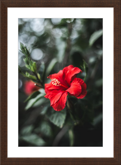 Hibiscus Bokeh