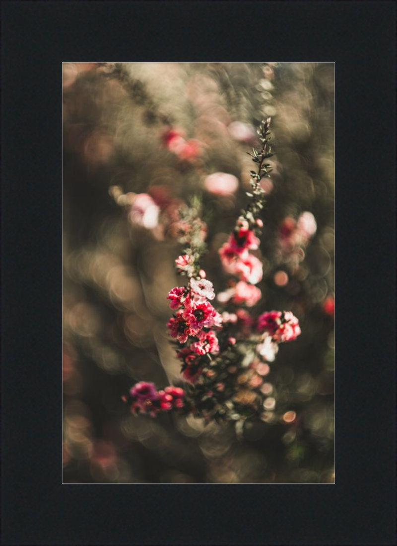 Manuka With a Vintage Lens