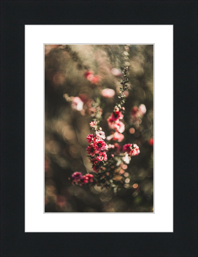 Manuka With a Vintage Lens