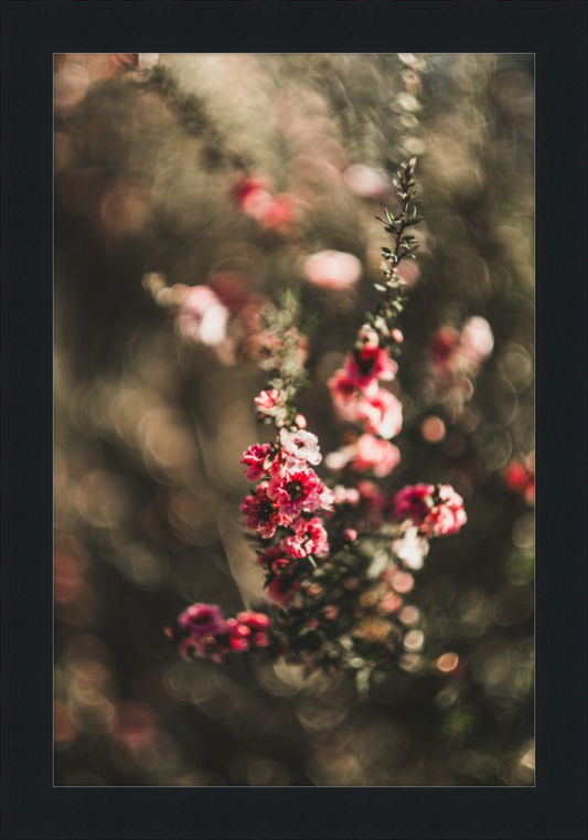 Manuka With a Vintage Lens