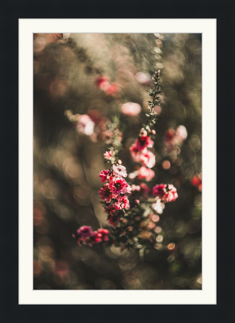 Manuka With a Vintage Lens