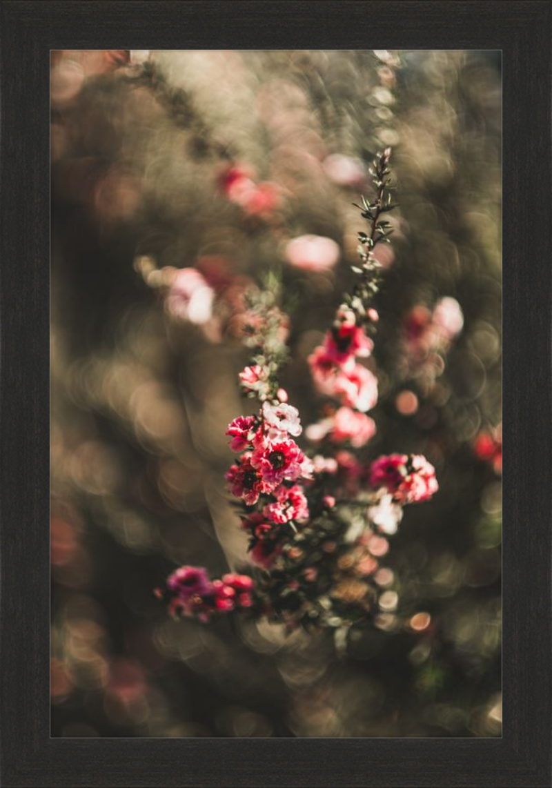 Manuka With a Vintage Lens