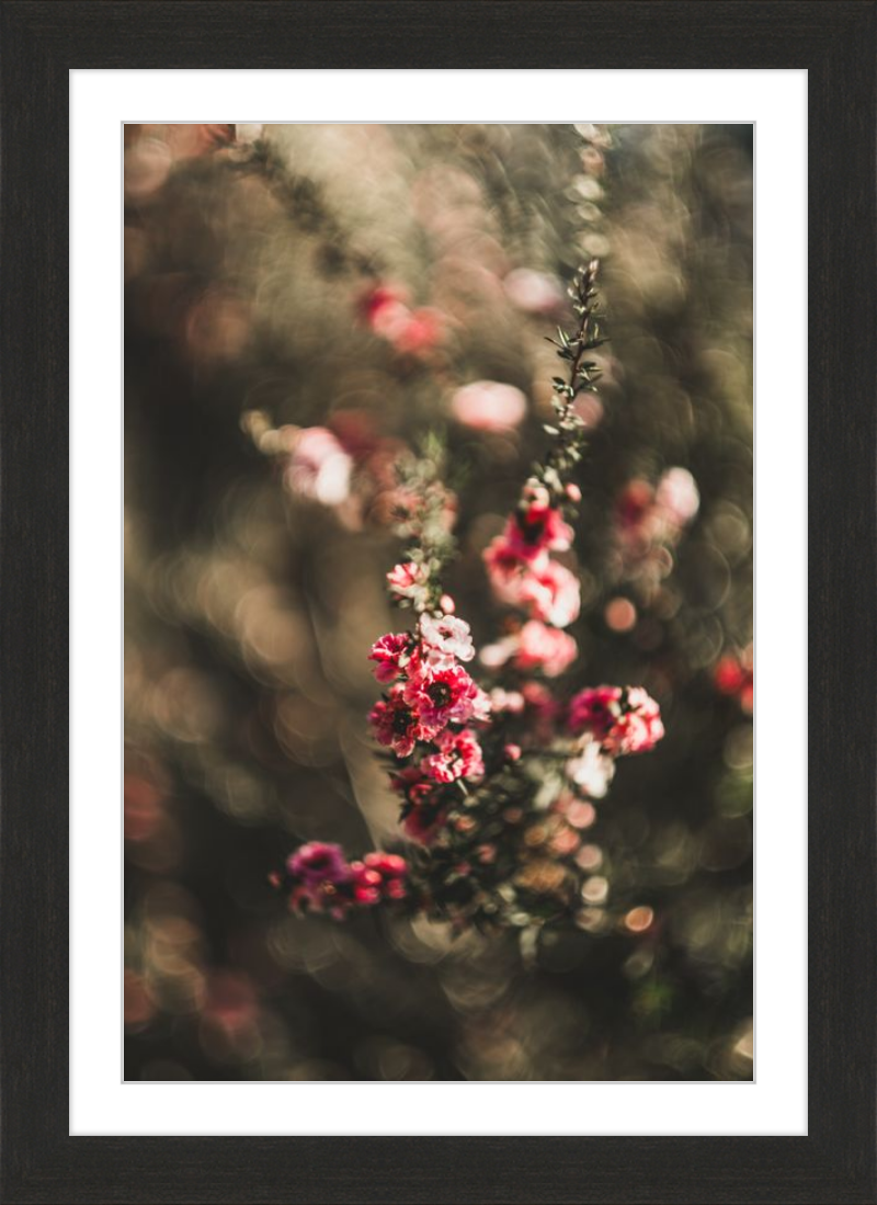 Manuka With a Vintage Lens