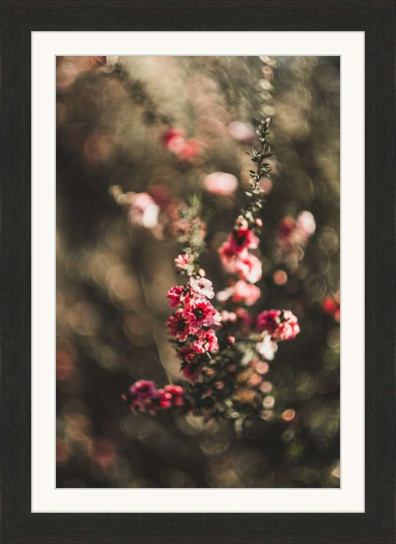 Manuka With a Vintage Lens