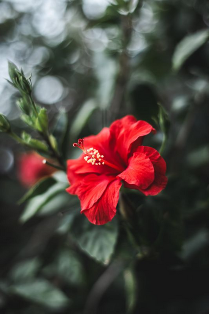 Hibiscus Bokeh