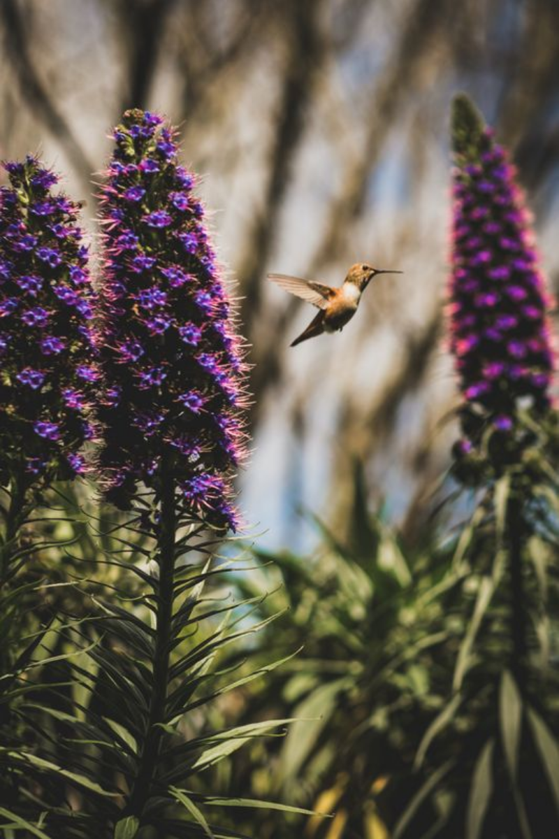 Hummingbird in the Secret Garden