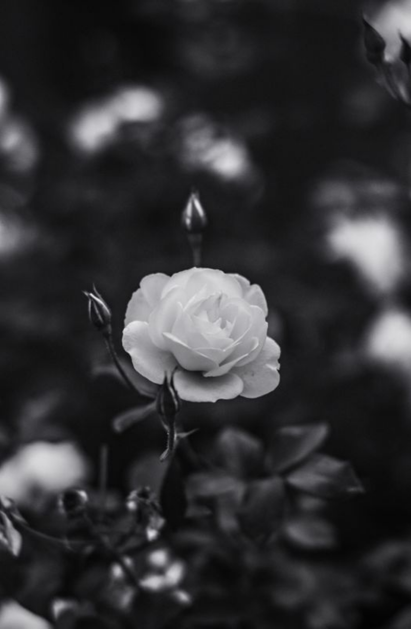 A Final Rose in Black and White