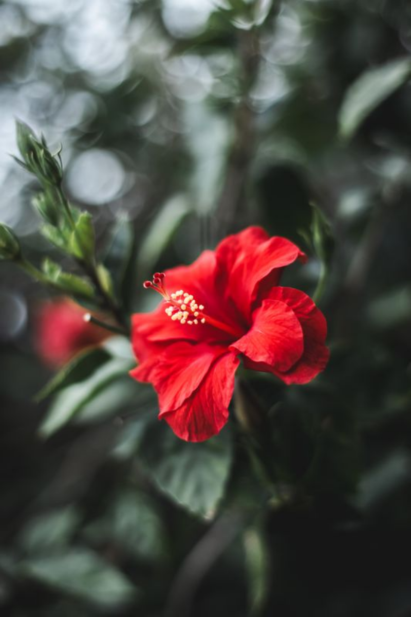 Hibiscus Bokeh